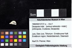 Foto (Objket + Etiketten) von Decapoda indet. 